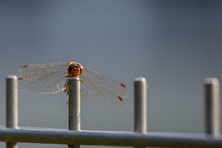 a red dragonfly sits on a fence and looks into the cameraの写真素材