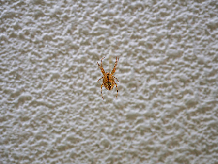 a big brown spider sits in its web and waits for preyの写真素材