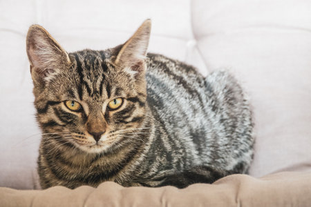 a small gray European shorthair cat sitting relaxed on a sofaの写真素材