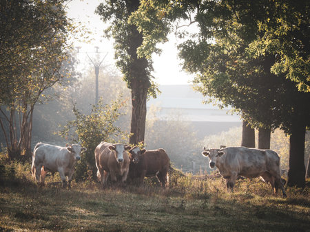 four cows stand in the morning sunlight on a pastureの写真素材