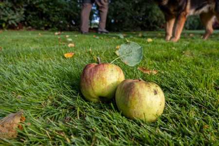two fresh apples lying side by side on a green meadowの写真素材