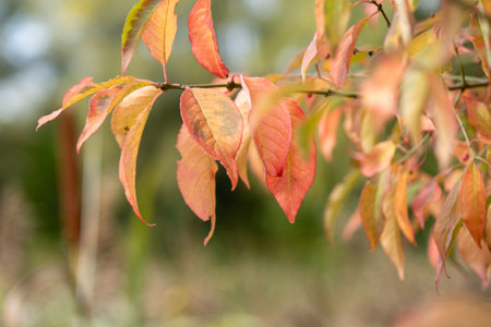 colorful autumn leaves and hang from the branches of an treeの写真素材