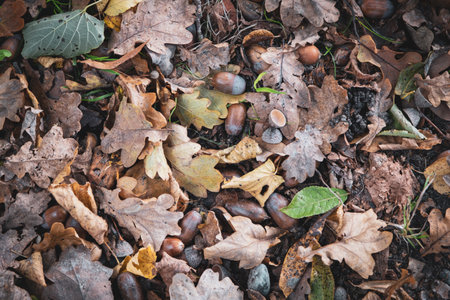 on the ground lies colorful autumn leavesの写真素材