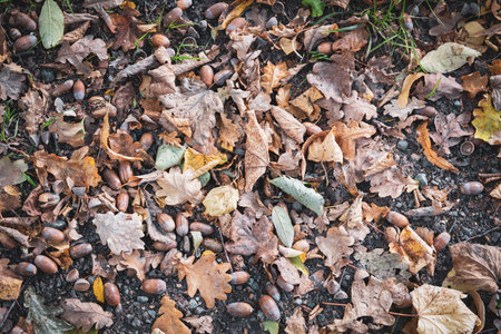 on the ground lies colorful autumn leavesの写真素材