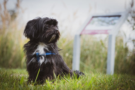 a small black Bolonka Swetna dog sits and looks to the sideの写真素材