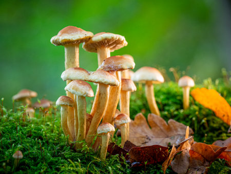 on a rotten mossy old tree trunk grow many small tree fungi in autumnの写真素材