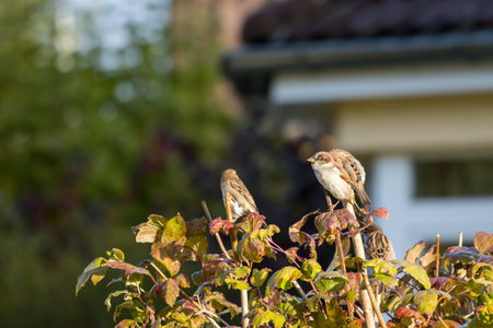 a group of small sparrows sits on the tips of a shrubの写真素材