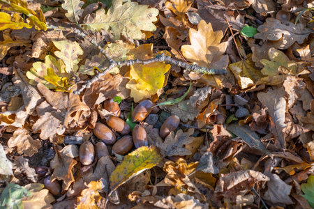 brown acorns and autumn leaves lie on the forest floorの写真素材