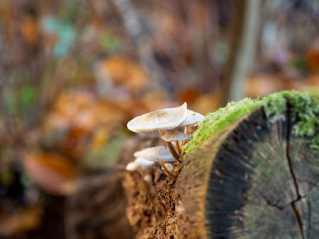 small tree fungi grow on a dead tree trunkの写真素材