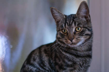 a portrait of a gray European house catの写真素材