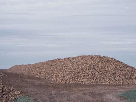 a huge big pile of fodder beet lies freshly harvested on a fieldの写真素材