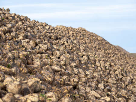 a huge big pile of fodder beet lies freshly harvested on a fieldの写真素材