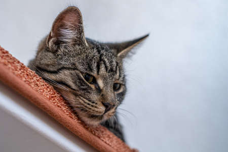 a gray house cat lies lazy on a stairの写真素材