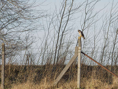a bird of prey sits on a fence post in search of preyの写真素材