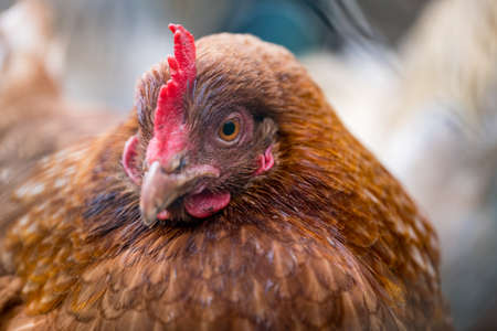 a portrait of a chicken looking into the cameraの写真素材