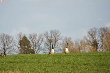 on the field stand several wild geese and feed grassの写真素材