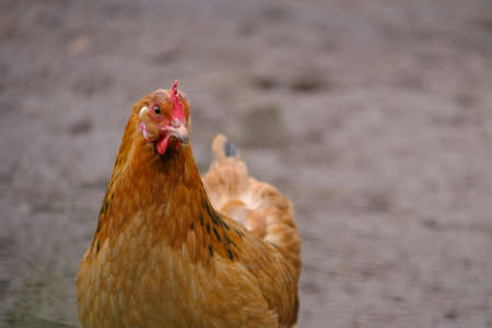 a portrait of a chicken looking into the cameraの写真素材