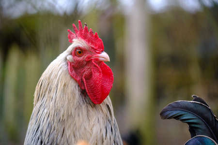 a portrait of a rooster looking into the cameraの写真素材