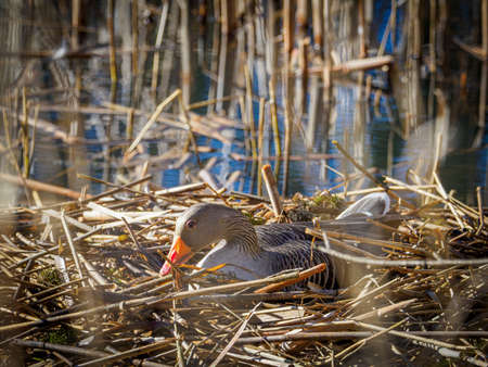 a greylag goose hatches its eggs in a nestの写真素材