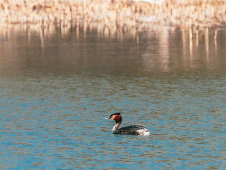 a grebe swims on the blue water of a lake