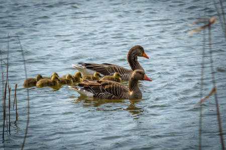 a greylag goose family with their freshly hatched chicks swimming on the lakeの写真素材