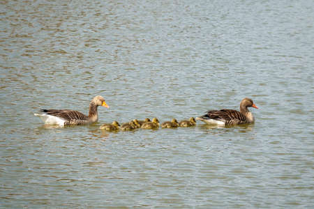 a greylag goose family with their freshly hatched chicks swimming on the lakeの写真素材