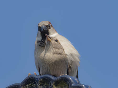two sparrows copulate on a roof and the sky is blue