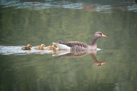 a family of geese swims with their children on a lakeの写真素材