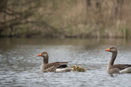 a family of geese swims with their children on a lakeの写真素材