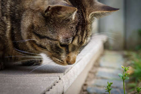 a portrait photo of a gray tabby domestic catの写真素材