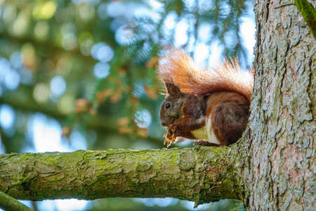 cute squirrel sits on a branch and looks at the camera