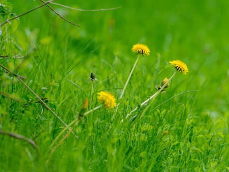 Dandelion plants with yellow flowers stand on a meadow