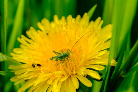 a small green grasshopper sits on a yellow dandelion flowerの写真素材