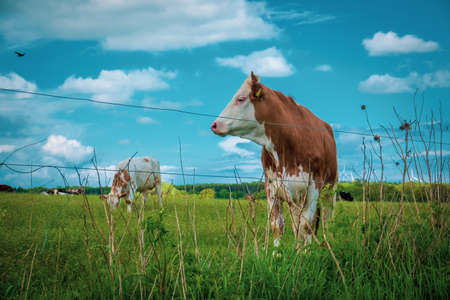 a brown and white young bull stands on a green meadow in nice weatherの写真素材