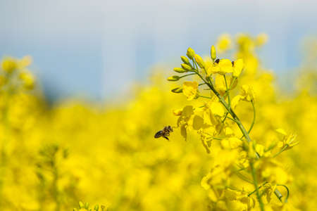 a honey bee collects nectar in the yellow rapeseed flowersの写真素材