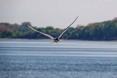 a white tern flies close above the water in search of prey