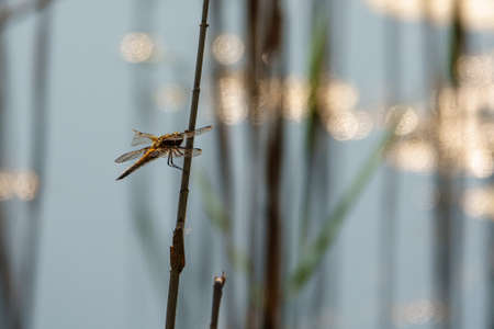 a big dragonfly with a broken wing hangs on a reedの写真素材