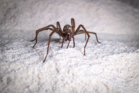 a big angle spider crawls along a white house wallの写真素材