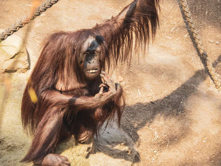 an orangutan climbs around in a zooの写真素材