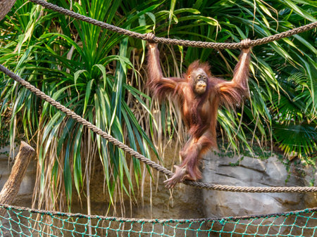 a young orangutan climbs around in a zooの写真素材