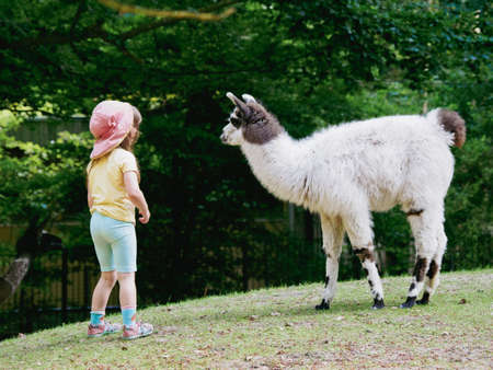 a little girl stands very close to a white llama on a meadowの写真素材