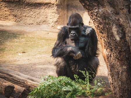 an old gorilla sitting in front of a green branch in a zooの写真素材