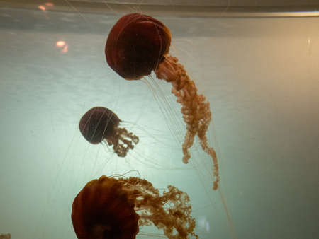 Jellyfish with long tentacles swimming in an aquariumの写真素材