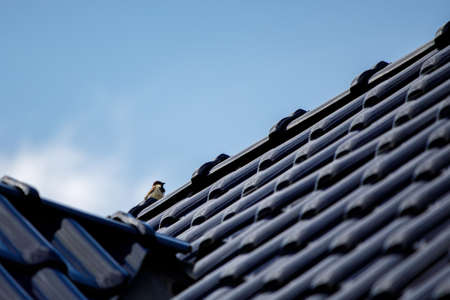 on a blue roof sits a brown sparrowの写真素材