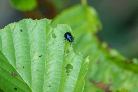 the sky blue leaf beetle eats holes in the green leaves of a bushの写真素材