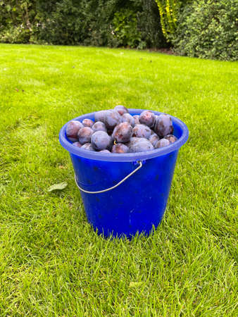 many picked blue plums are in a blue bucket standing on a green lawnの写真素材