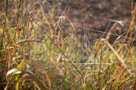 a close-up of a cross spider waiting for prey in a dew-covered spider web