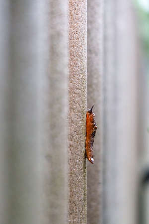 a close up of a brown nudibranch crawling up a stone wall