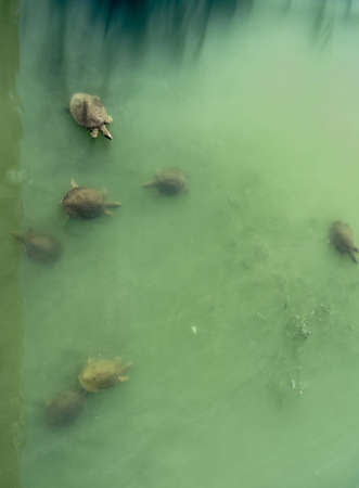 in the green water of a river several large turtles swim on the surfaceの写真素材