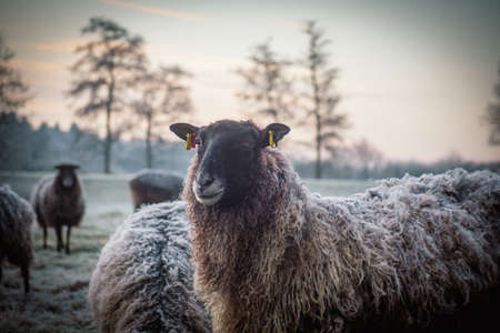 black sheep standing on frosty meadow looking at cameraの写真素材